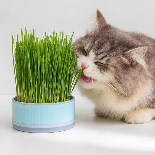 [MASMED-5347] Cultivo hidropónico para gatos