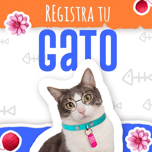 Placa de identificación para gato